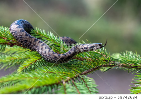 Vipera berus poisonous viper in summer on branch Vipera berus poisonous viper in summer on branch 58742634