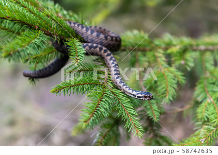 Vipera berus poisonous viper in summer on branch Vipera berus poisonous viper in summer on branch 58742635