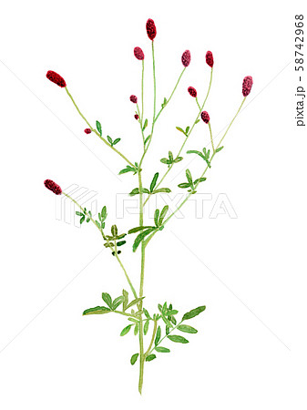 Sanguisorba Officinalis Stock Illustration