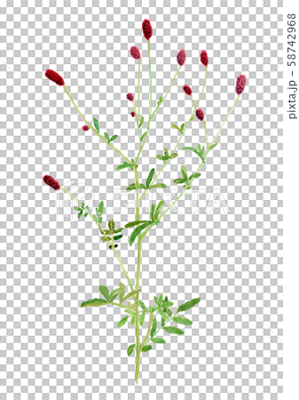 Sanguisorba officinalis ワレモコウ 58742968