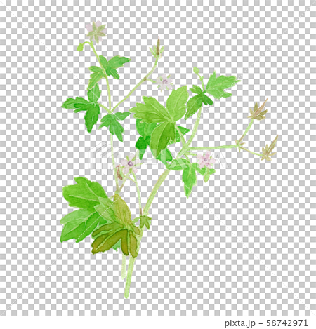 Geranium thunbergii 58742971