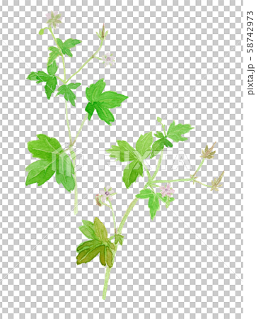 Geranium thunbergii 58742973