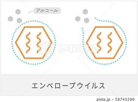 エンベロープウイルスの図解 58743299