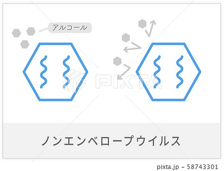 ノンエンベロープウイルス 58743301