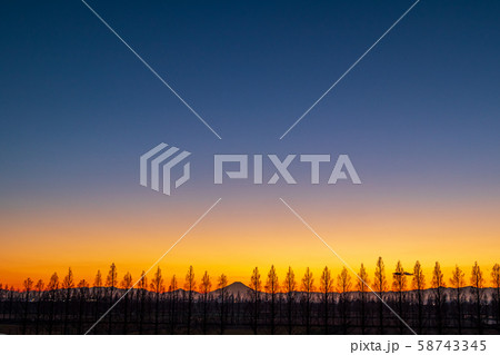埼玉県 荒川河川敷のメタセコイア並木と夕日 埼玉県 荒川河川敷のメタセコイア並木と夕日 58743345