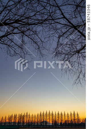 埼玉県 荒川河川敷のメタセコイア並木と夕日 埼玉県 荒川河川敷のメタセコイア並木と夕日 58743346