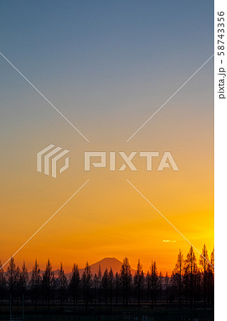 埼玉県　荒川河川敷のメタセコイア並木と夕日 58743356