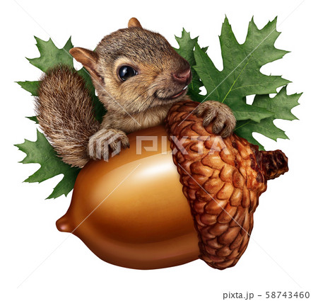 Cute Squirrel Acorn Isolated 58743460