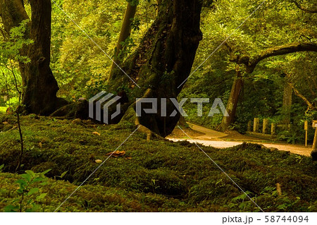 森林風景 58744094
