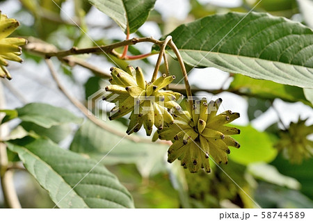 カンレンボクの実 58744589