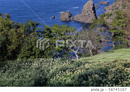 越前海岸の越前水仙 58745107