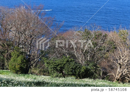 越前海岸の越前水仙 58745108