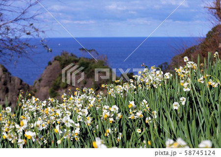 越前海岸の越前水仙 越前海岸の越前水仙 58745124