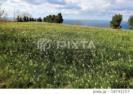 越前海岸の越前水仙 越前海岸の越前水仙 58745257