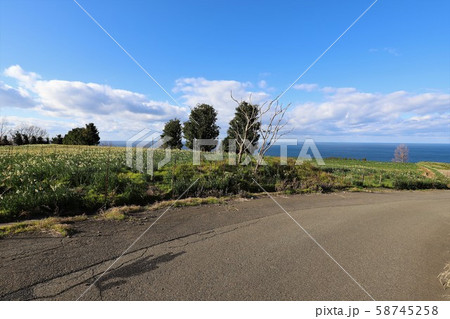 越前海岸の越前水仙 越前海岸の越前水仙 58745258