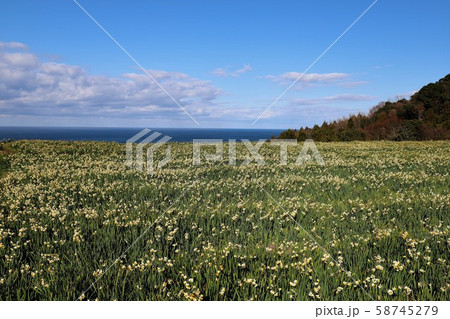 越前海岸の越前水仙 越前海岸の越前水仙 58745279