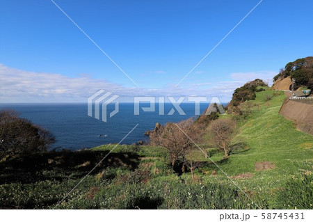 越前海岸の越前水仙 58745431