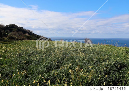 越前海岸の越前水仙 越前海岸の越前水仙 58745436