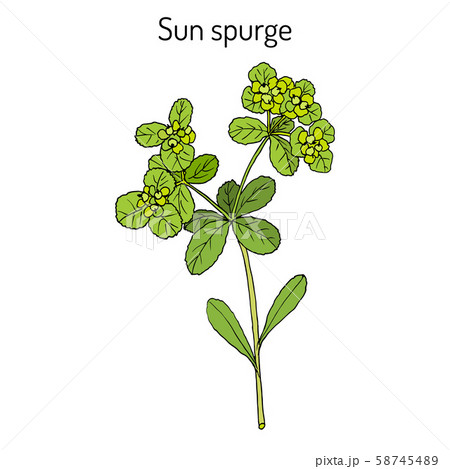 Sun spurge Euphorbia helioscopia , medicinal plant 58745489