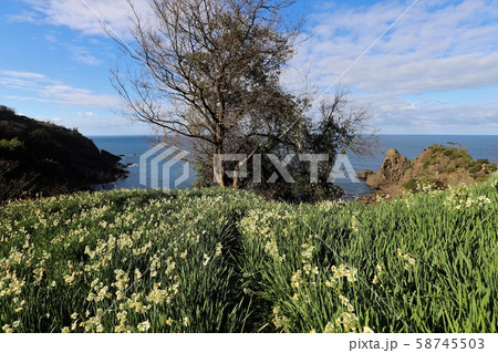越前海岸の越前水仙 越前海岸の越前水仙 58745503