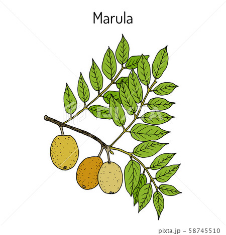Marula sclerocarya birrea , or jelly plum, cat thorn, morula, cider tree, medicinal plant 58745510