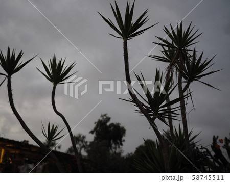 樹木　シルエット 58745511