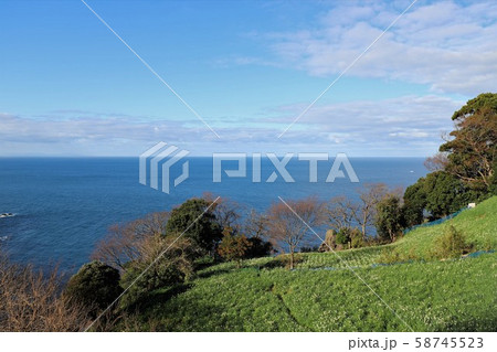 越前海岸の越前水仙 越前海岸の越前水仙 58745523