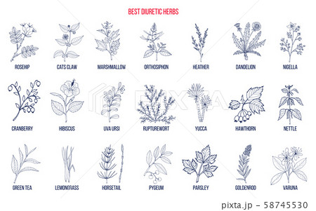 Best diuretic herbs set 58745530
