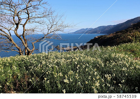 越前海岸の越前水仙 58745539