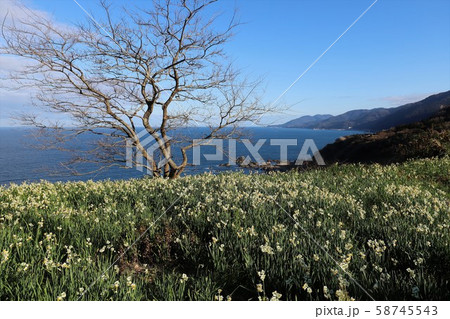 越前海岸の越前水仙 越前海岸の越前水仙 58745543