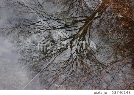 冷たい水面に映る冬枯れの樹木 58746148