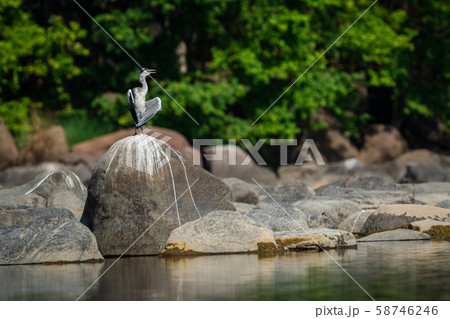 grey heron (Ardea cinerea) in breeding season calling mate and display wingspan in love shape with a green background near chambal river bank on rock at rawatbhata, kota, rajasthan, india 58746246