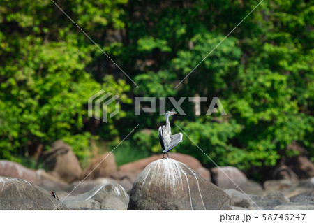grey heron (Ardea cinerea) in breeding season calling mate and display wingspan in love shape with a green background near chambal river bank on rock at rawatbhata, kota, rajasthan, india 58746247