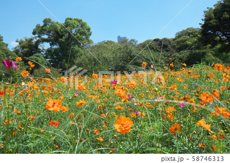 キバナコスモス シオサイト 浜離宮 キバナコスモス シオサイト 浜離宮 58746313