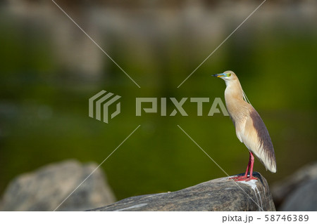 Indian pond heron or Ardeola grayii with bright red legs in breeding season with a green background near chambal river bank on rock at rawatbhata, kota, rajasthan, india Indian pond heron or Ardeola grayii with bright red legs in breeding season with a green background near chambal river bank on rock at rawatbhata, kota, rajasthan, india 58746389