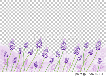 lavender lavender 58746431