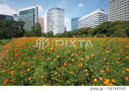 キバナコスモス　シオサイト　浜離宮 58746540