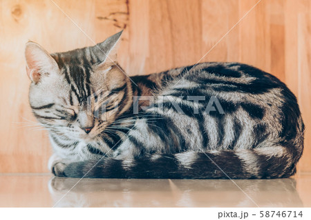 The lazy cat is sleeping lazily in the house. 58746714