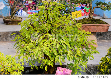 Fern Tree Bonsai for display in a flower pot. Fern Tree Bonsai for display in a flower pot. 58747189