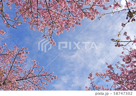 河津桜 河津桜 58747302