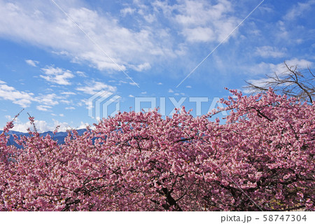 河津桜 58747304