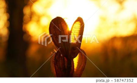 うばゆり、姥百合、ウバユリ、夕日、 58747352