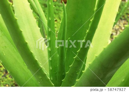 Close up of aloe vera plant growing in the garden. Close up of aloe vera plant growing in the garden. 58747927