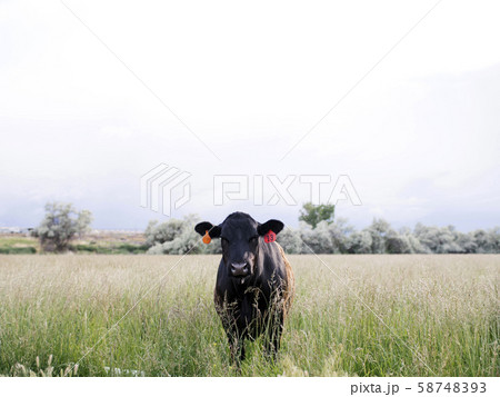 Cow standing in field 58748393