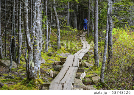 Woman hiking on boardwalk through forest 58748526
