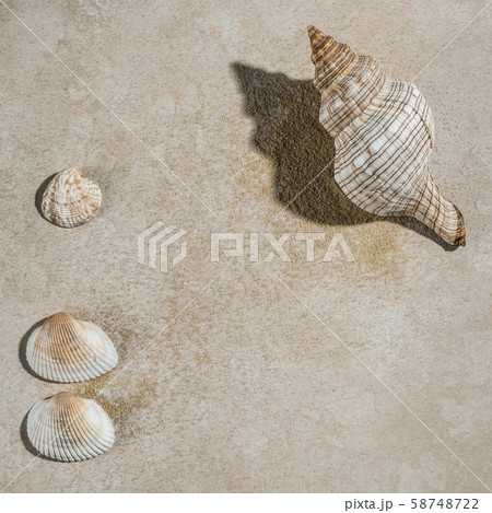 Seashells on beige surface Seashells on beige surface 58748722