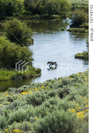 Moose crossing river in Picabo, Idaho, USA Moose crossing river in Picabo, Idaho, USA 58748742