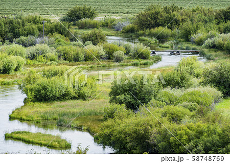 River through lush trees in Picabo, Idaho, USA 58748769