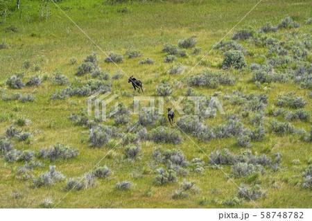 Aerial view of moose in Picabo, Idaho, USA 58748782