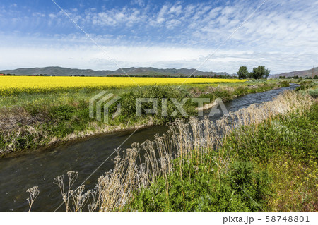 River by rapeseed field in Bellevue, Idaho, USA 58748801